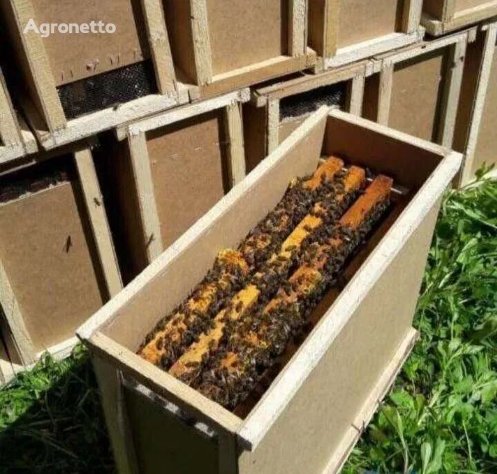 سأبيع مستعمرات النحل وعبوات النحل